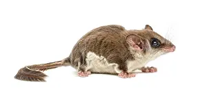 Marsupial Mammal Images Prints: Sugar glider - Acrobates pygmaeus