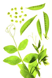 Deserted Garden Decor Prints: Sugar snap peas