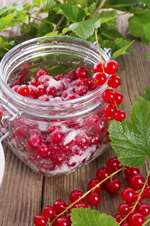 Dessert Meal Prints: Sugared red currant