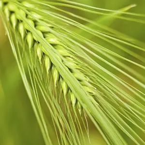 Farmland Cultivation Prints: Summer barley