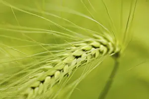 Farmland Cultivation Prints: Summer barley