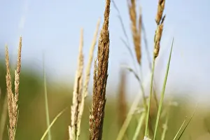 Empty Grass Field Prints: Summer grass background