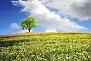Summer Landscape Photography Prints: Summer landscape