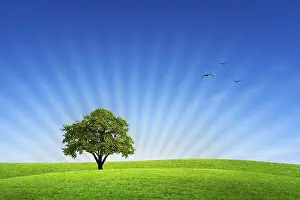 Oak Tree Photography Prints: Summer nature