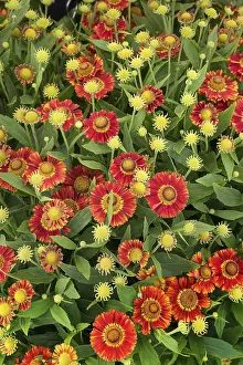 Botany Images Prints: Sun Bride Ruby Dwarf ( Helenium spec.)