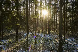 Southern Germany Winter Scenery Prints: Sun coming through a forest in winter