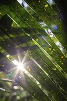 Amazon Rainforest Prints: Sun flashes through the rainforest