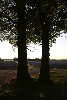 Evening Landscape Germany Prints: Sun, forest, edge of forest, evening