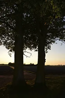 No People Forest Landscape Prints: Sun, forest, edge of forest, evening