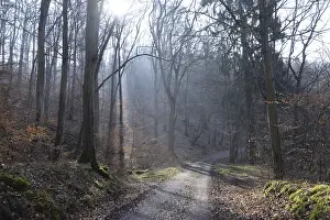 Winter Forest Path Prints: Sun, forest, forest, forest path