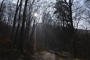 Winter Forest Path Prints: Sun, forest, forest, forest path