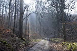 Deserted Forest Road Prints: Sun, forest, forest, forest path