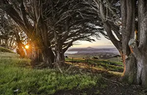 Backlit Tree Photo Prints: Sun behind old trees creating a sunburst effect