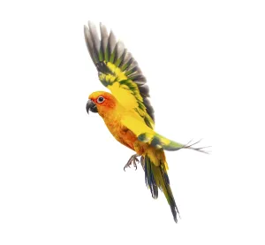 White Background Bird Photo Prints: Sun parakeet bird, Aratinga solstitialis