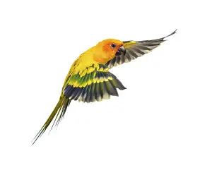 Exotic Tropical Birds Prints: Sun parakeet, bird, Aratinga solstitialis