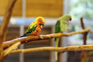 Wildlife Portrait Prints: Sun Parakeet sitting on a perch