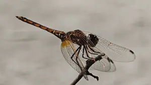 Macro Insect Photography Prints: Sun pointer (trithemis) on a branch