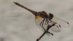 Cape Verde Landscape Photo Prints: Sun pointer (trithemis) on a branch