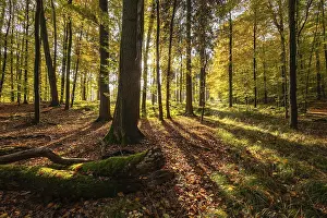 German Countryside Images Prints: Sun rays fall in a rustic autumn forest landscape