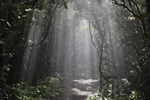 Canary Islands Landscape Prints: Sun rays passing through the cloud forest