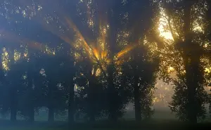 Evening Light In Nature Prints: Sun rays shining through row of trees