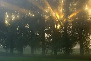 Atmospheric Outdoor Photography Prints: Sun rays shining through row of trees