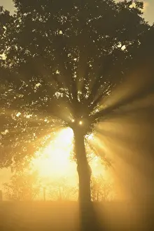 Backlit Tree Prints: Sun rays in a tree, Dingdener Heide