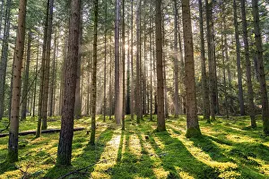 Deserted Forest Scenes Germany Prints: The sun sends its rays through the forest and illuminates the scenery
