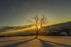 Deserted Mountain Landscape Germany Prints: Sun shines through bare tree in winter