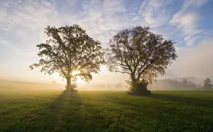 German Federal Republic Scene Prints: The sun shines between two trees