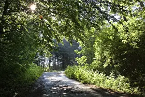 Deserted Forest Track Prints: Sun shining on a forest path, backlit