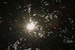 Northern Europe Nature Prints: Sun shining through tree leaves