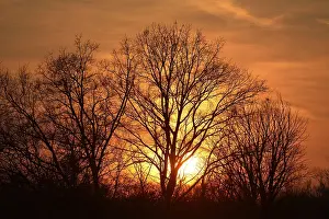 Evening Atmosphere Photos Prints: Sun shining through trees at sunset