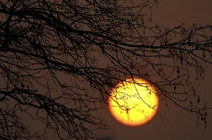 Nature Scenery Prints: Sun behind tree
