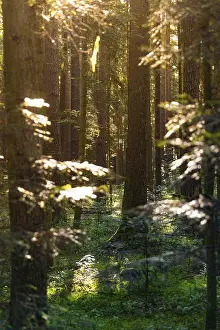 Sunbeams In Forest Prints: Sunbeams through a dense forest with a small path