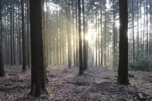 Evening Sunlight Prints: Sunbeams, forest, rays, tree, trees