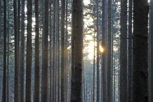 Deserted Woods Prints: Sunbeams, forest, rays, tree, trees