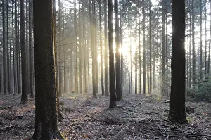 Evening Sunlight Prints: Sunbeams, forest, rays, tree, trees