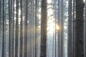 Forest Scenery At Sunset Prints: Sunbeams, forest, rays, tree, trees