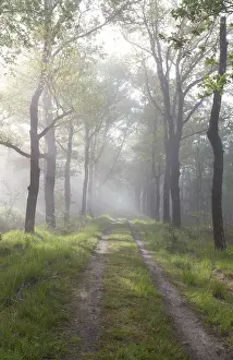 Benelux Countryside Scenery Prints: Sunbeams over path in green forest