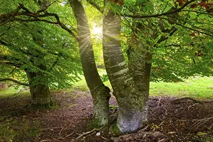 Sunbeams Through Trees Prints: Sunbeams through trees in a clearing