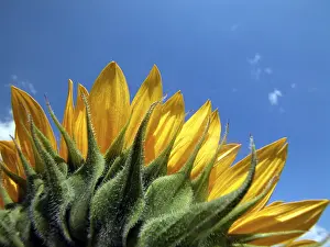 Summer Blooming Flowers Prints: Sunflower