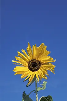 Multi Colored Blossoms Prints: Sunflower