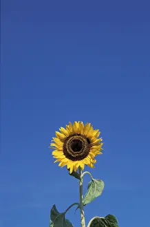 Multi Colored Flowers Prints: Sunflower