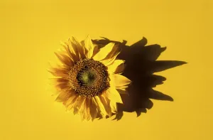 Yellow Flower Pictures Prints: Sunflower