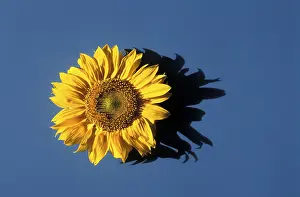 Colorful Flowers Prints: Sunflower
