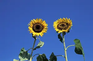 Yellow Blooms Prints: Sunflower