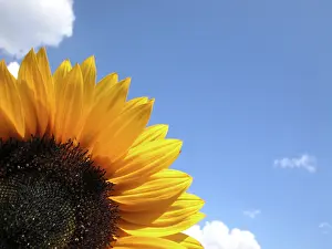 Summer Blooming Flowers Prints: Sunflower