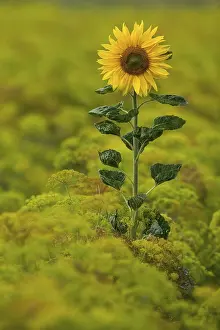 Yellow Flowering Plant Life Prints: Sunflower