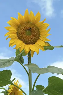 Yellow Blooms Prints: Sunflower